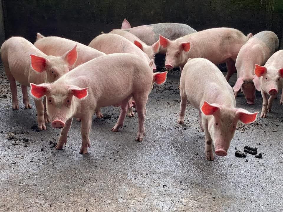 Agriculture / Élevage